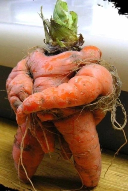 морковь необычной формы