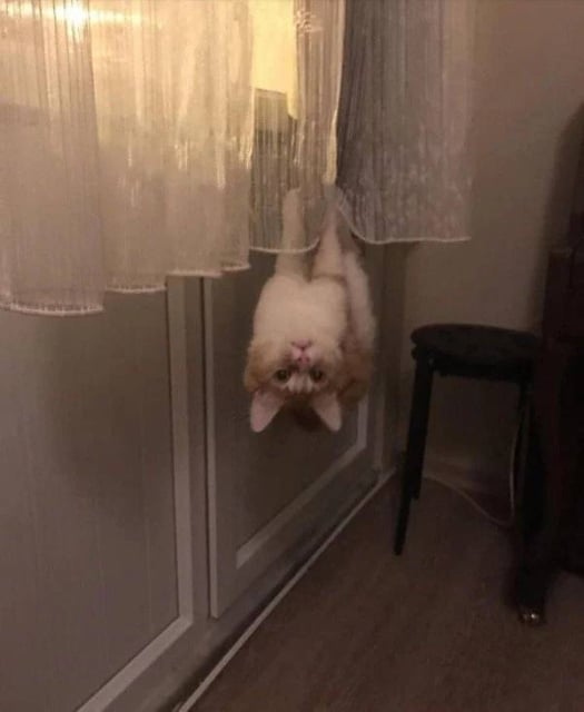 кот висит на шторах