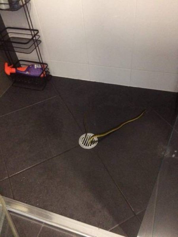 змея в ванной комнате