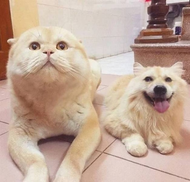 кот и собака