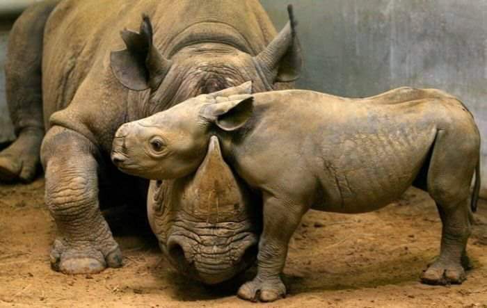 носорог с детенышем