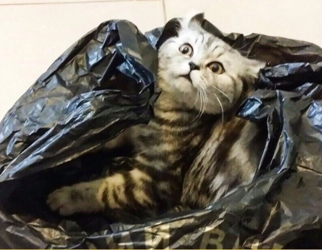 полосатый кот в пакетах