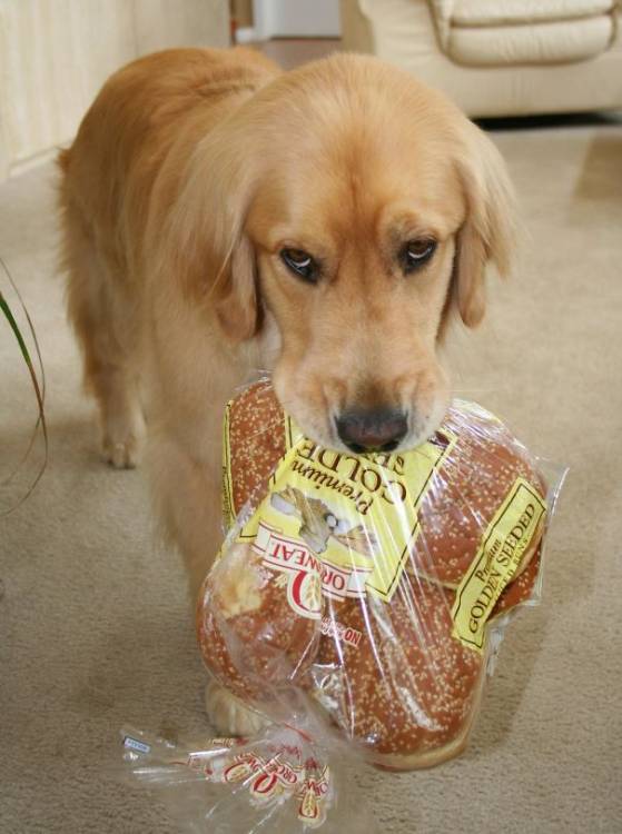 пес и хлеб