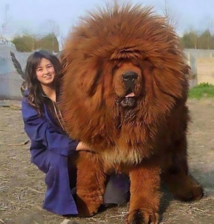 13 огромных собак, в существование которых сложно поверить! Приколы,собаки,фото,юмор