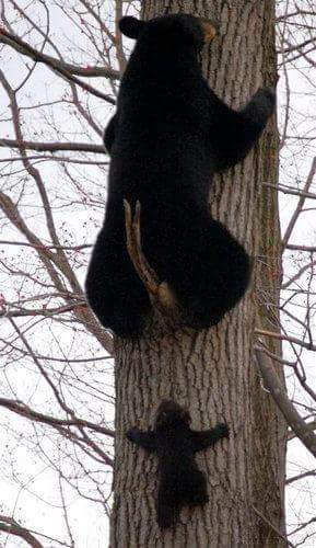 медведица и медвежонок на дереве