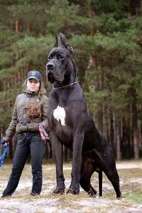 13 огромных собак, в существование которых сложно поверить! Приколы,собаки,фото,юмор