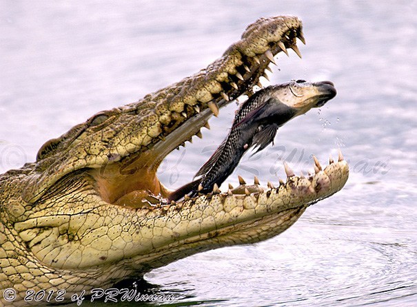 крокодил и рыба