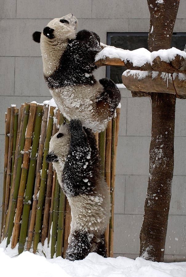 панда помогает другой панде