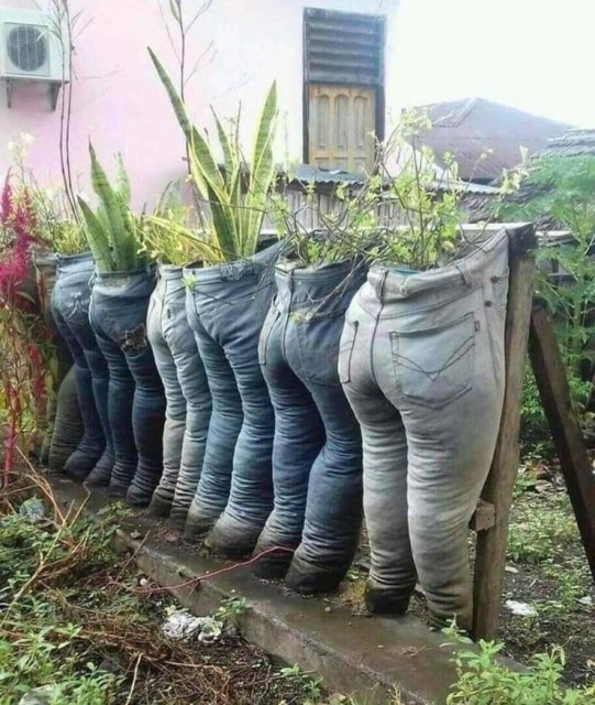 растения в старых джинсах