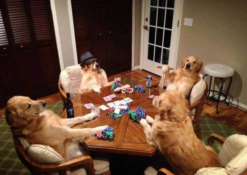 собаки играют в покер