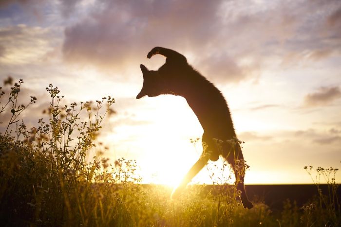 кот прыгает в траве на закате