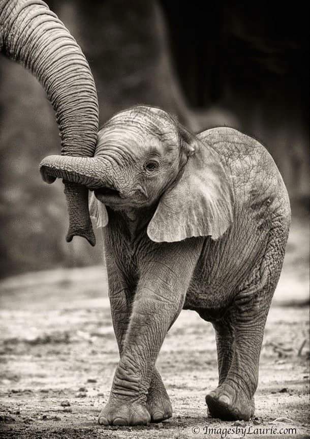 слоненок держится за хобот мамы