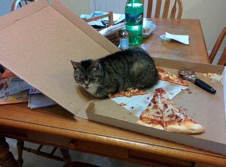 кот и пицца