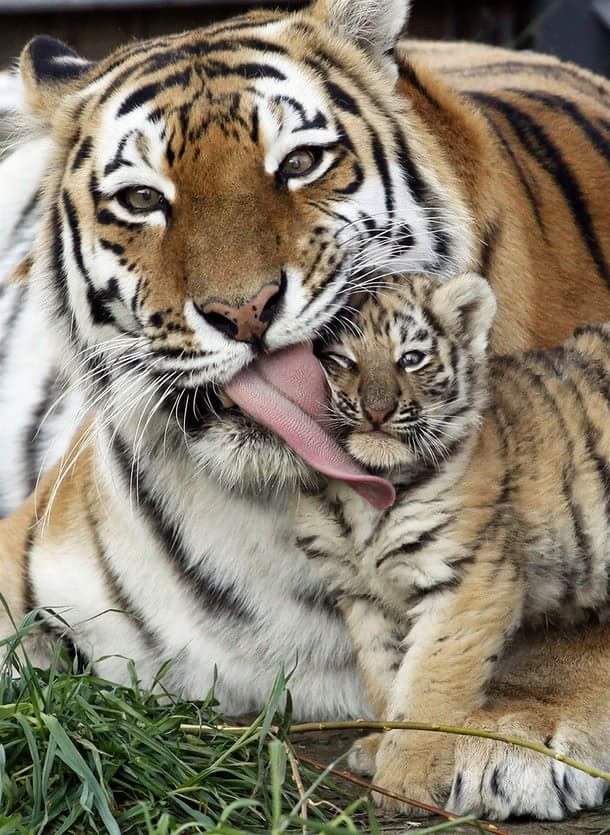 тигрица с тигренком