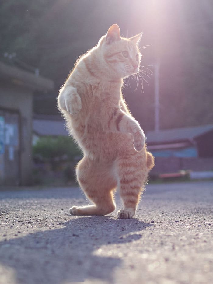 Коты отжигают! 12 смешных фото мурлык, запечатленных в танце. Часть 2 Приколы,коты,приколы,смешные коты,танцы