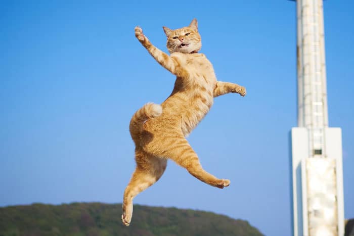 рыжий кот в прыжке