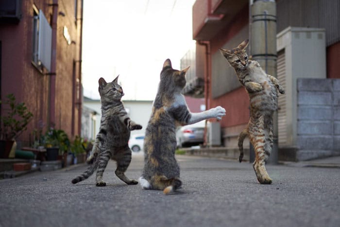 три кота на улице