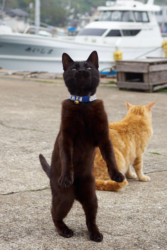 черный и рыжий кот
