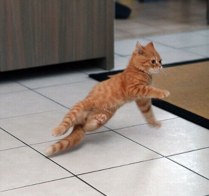 рыжий кот танцует брейкданс