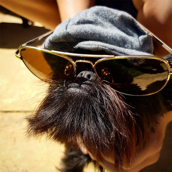 Собака «без задних лап» — новая звезда Instagram! Приколы,животные,инстаграм,приколы,собаки