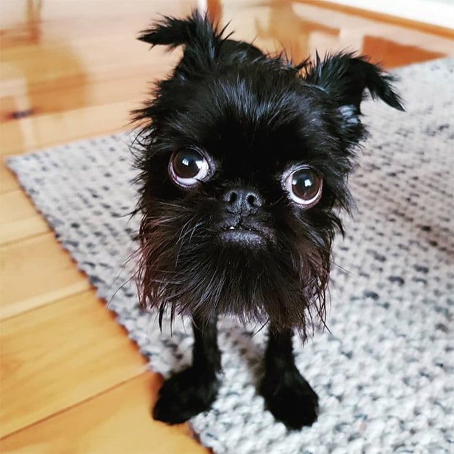 Собака «без задних лап» — новая звезда Instagram!