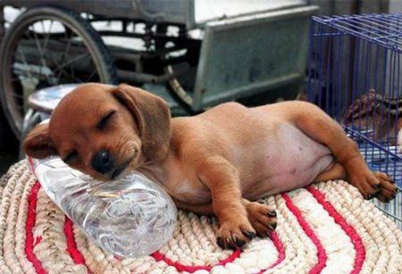 Полный релакс! 12 фотографий самых ленивых домашних животных… Приколы,животные,фото,юмор