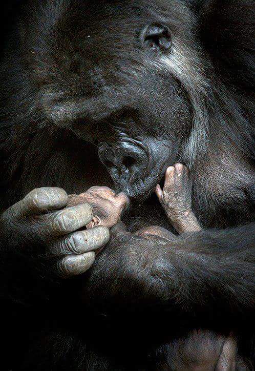 горилла с детенышем