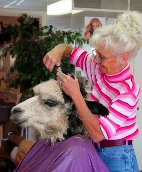 животное в парикмахерской 