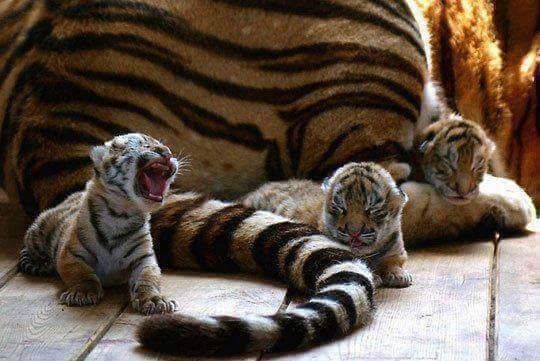 тигрята рядом с тигрицей