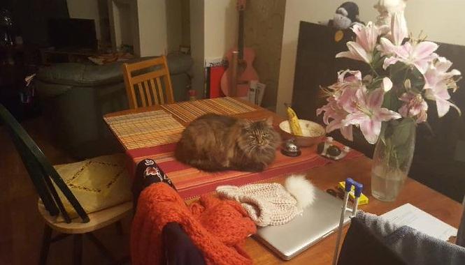 кот лежит на столе