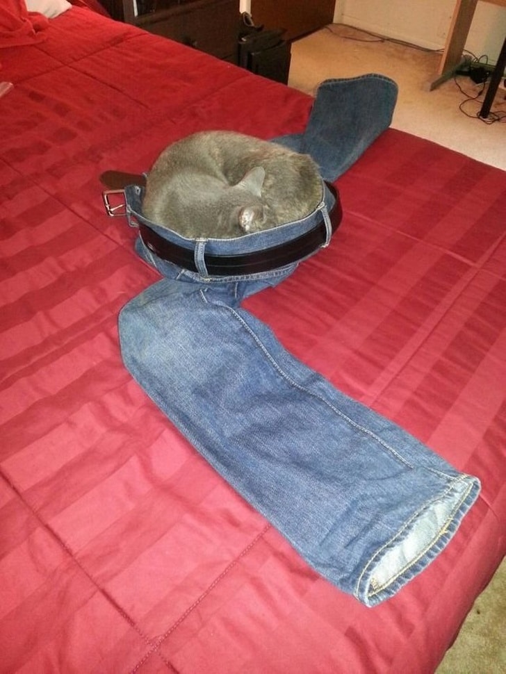 серый кот спит на джинсах