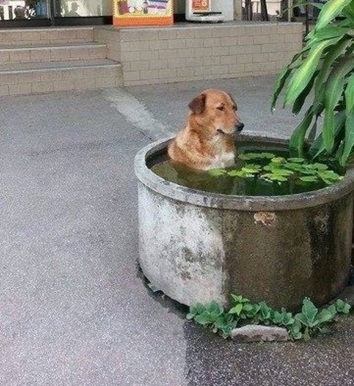 собака сидит в воде