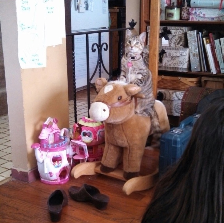 полосатый кот на игрушечной лошадке