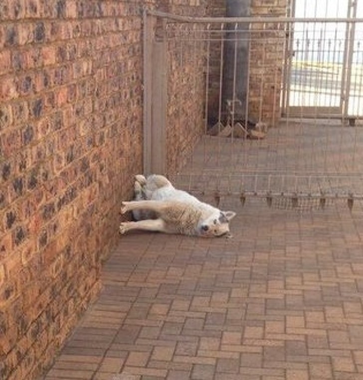 собака сидит у стены