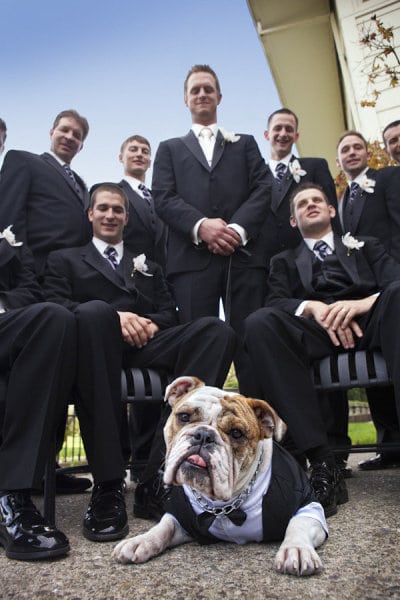 12 фотографий животных, которые оказались на свадьбе своих хозяев! Приколы,животные,свадьба,фото,юмор