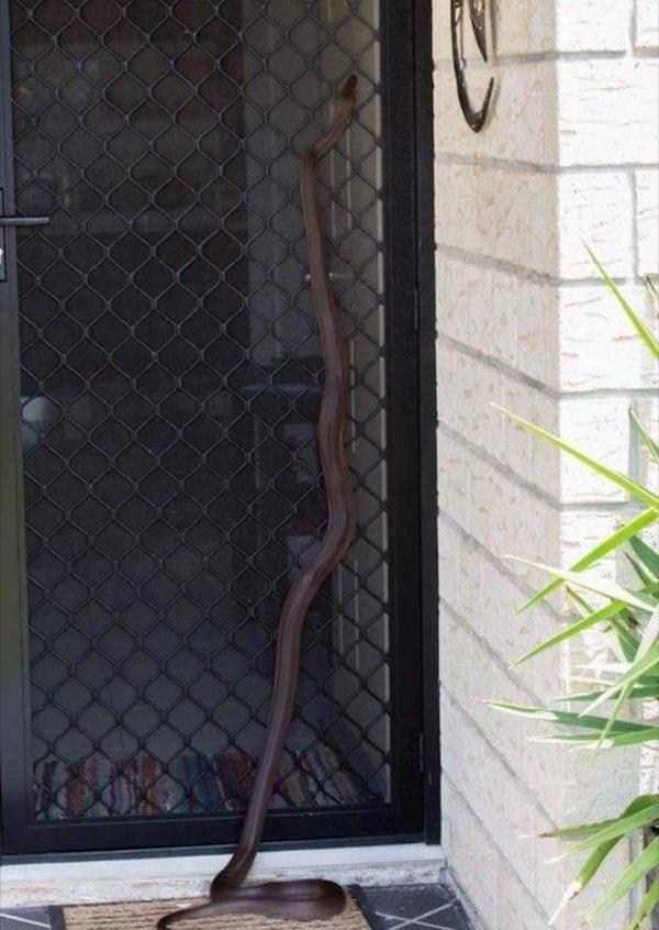 змея на заборе