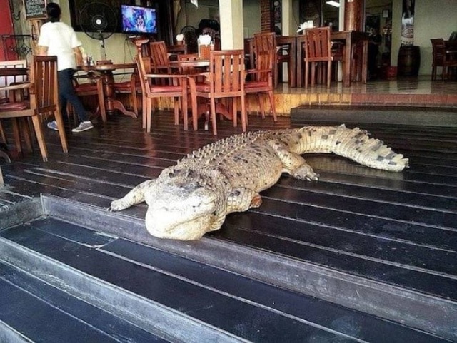 крокодил в кафе