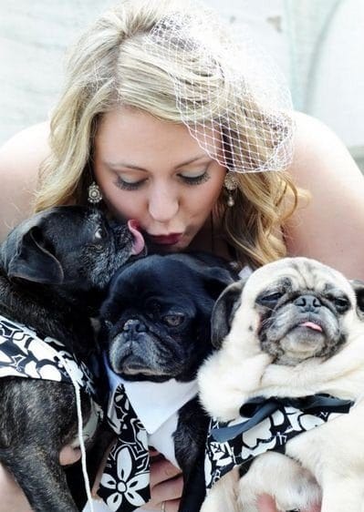 12 фотографий животных, которые оказались на свадьбе своих хозяев! Приколы,животные,свадьба,фото,юмор