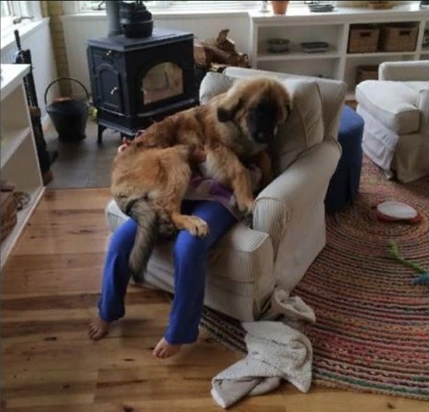 пес лежит на своей хозяйке