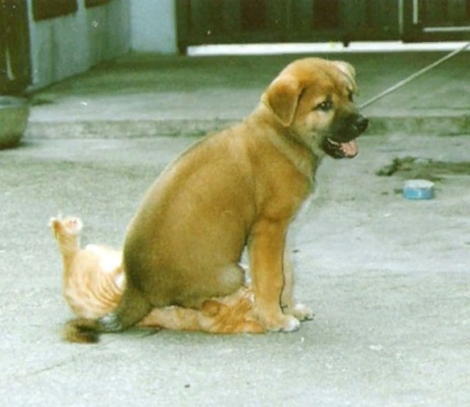 щенок сидит на коте