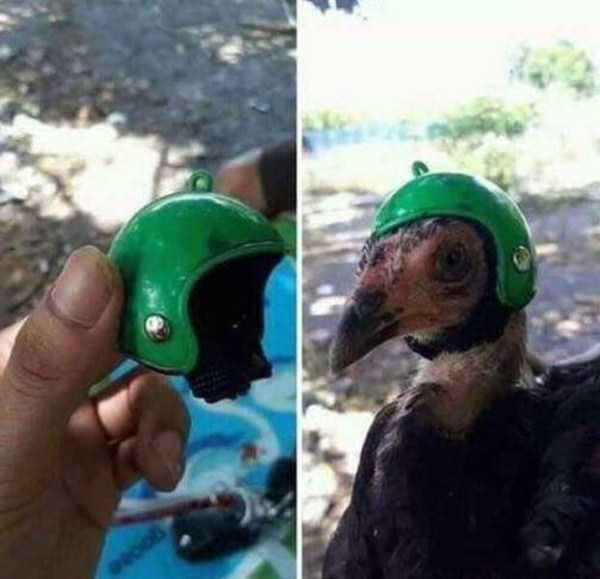 птица в зеленом шлеме