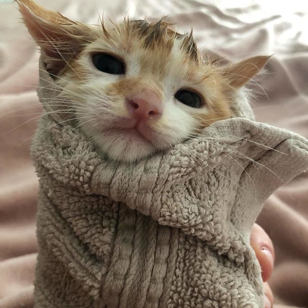 Кому муррито? 16 забавных фото котов, завернутых в одеяло Приколы,pin,коты,милые фото,смешные коты