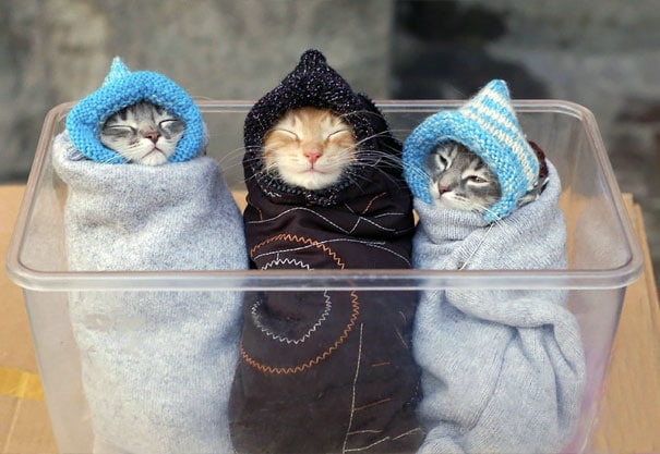 Кому муррито? 16 забавных фото котов, завернутых в одеяло Приколы,pin,коты,милые фото,смешные коты
